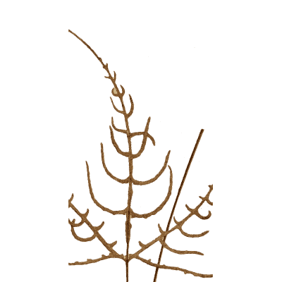 Branching fertile fern frond - Ferns: British and Exotic - 1856