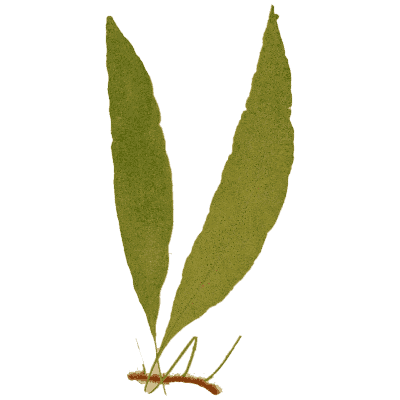 Lance-leaved fern with rhizome - Ferns: British and Exotic - 1856