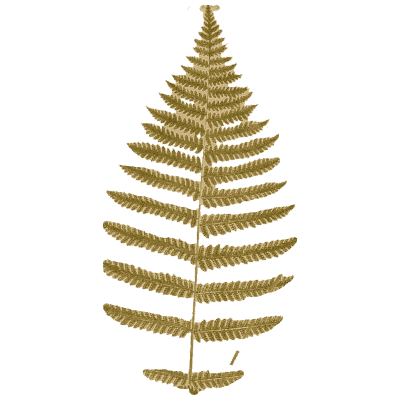 Pale pinnate fern frond - Ferns: British and Exotic - 1856