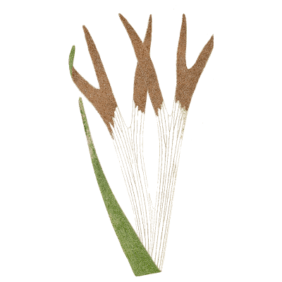 Fern with brown fertile tips - Ferns: British and Exotic - 1856