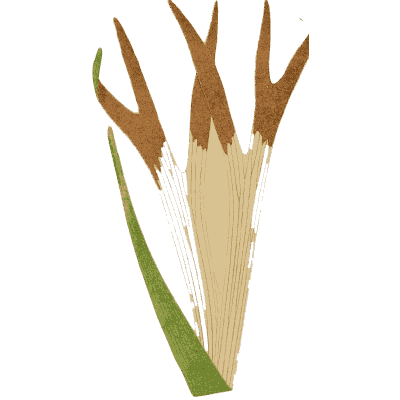 Strap fronds with forked brown tips - Ferns: British and Exotic - 1856