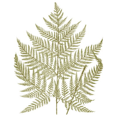 Lacy tripinnate fern frond - Ferns: British and Exotic - 1856