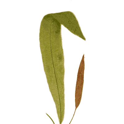Strap fern with fertile frond - Ferns: British and Exotic - 1856