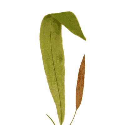 Plain frond bent at the tip - Ferns: British and Exotic - 1856