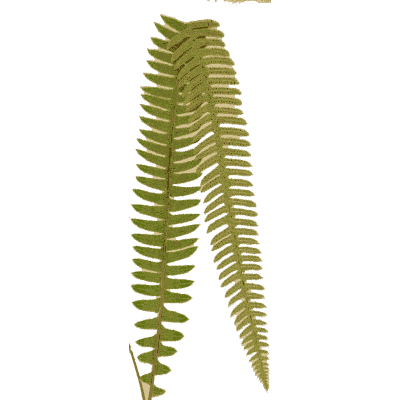 Sword fern fronds - Ferns: British and Exotic - 1856