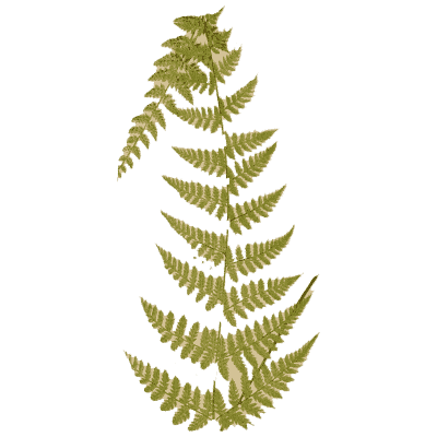 Tall lacy fern frond 02 - Ferns: British and Exotic - 1856