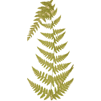 Tall lacy fern frond 01 - Ferns: British and Exotic - 1856