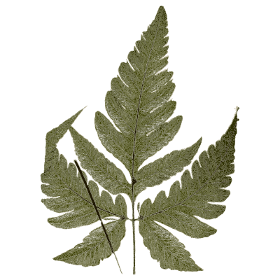 Dark lobed fern frond - Ferns: British and Exotic - 1856