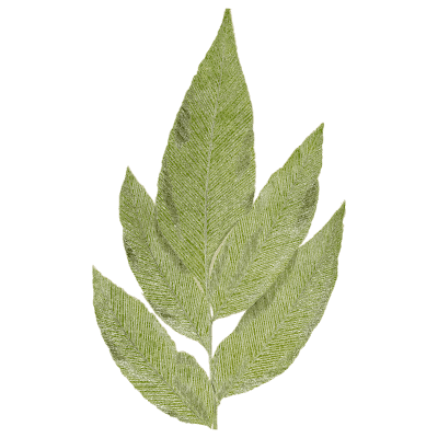 Broad-leaflet fern frond - Ferns: British and Exotic - 1856