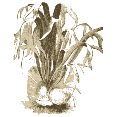Staghorn fern title page - Ferns: British and Exotic - 1856