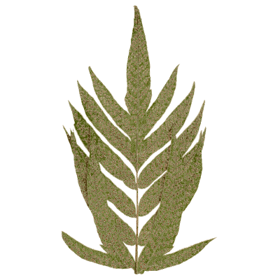 Pinnatifid fern frond - Ferns: British and Exotic - 1856