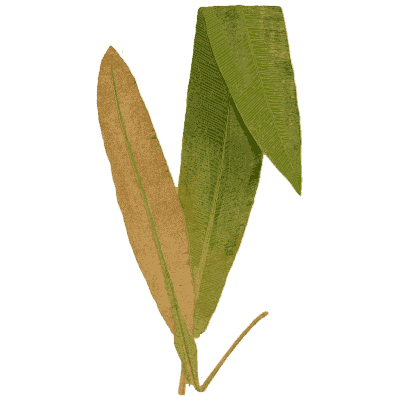Broad strap fern fronds - Ferns: British and Exotic - 1856