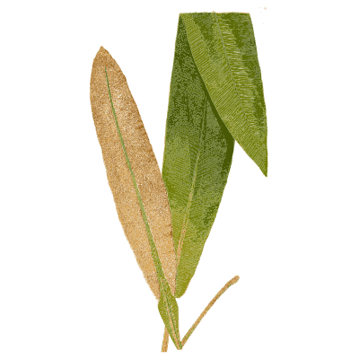 Rust-brown and green fern fronds - Ferns: British and Exotic - 1856