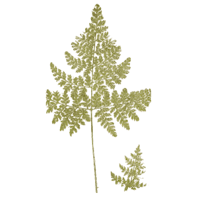 Lacy fern frond with fiddlehead - Ferns: British and Exotic - 1856