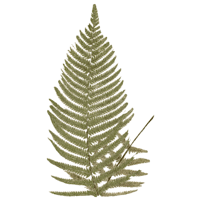 Pinnate fern frond 03 - Ferns: British and Exotic - 1856