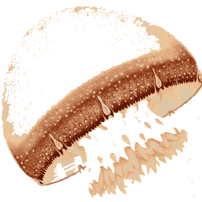Domed jellyfish with banded bell - Medusae of the World, Volume 3 - 1910