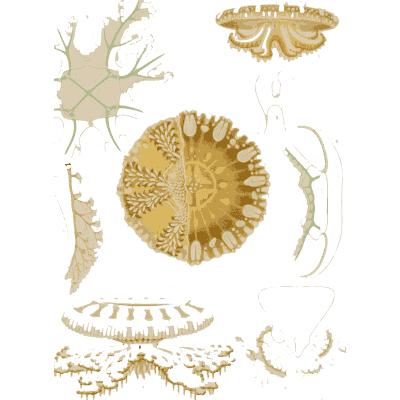 Flat jellyfish disc and hydroid colony - Medusae of the World, Volume 3 - 1910