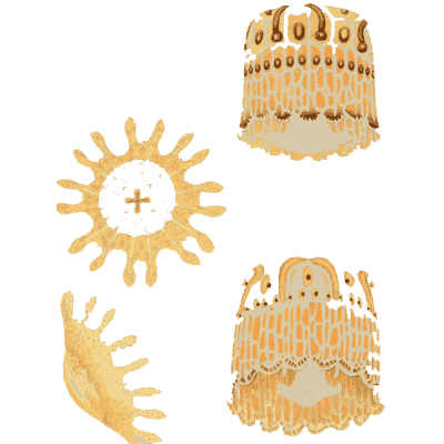 Small jellyfish bells and star medusa - Medusae of the World, Volume 3 - 1910