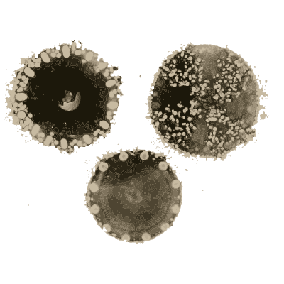 Scattered round medusae - Medusae of the World, Volume 3 - 1910