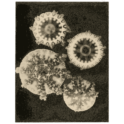 Four pale medusae on black - Medusae of the World, Volume 3 - 1910