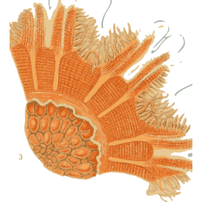 Orange jellyfish with frilled arms - Medusae of the World, Volume 3 - 1910