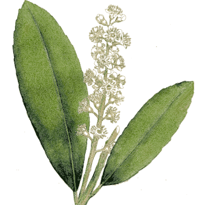 White-flowered plant with broad leaves - Medical Botany, Volume 4 - 1832