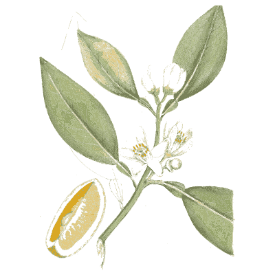 Citrus branch with blossom and cut fruit - Medical Botany, Volume 4 - 1832