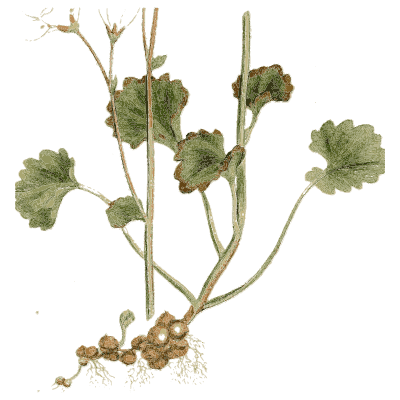 Meadow saxifrage - Medical Botany, Volume 4 - 1832