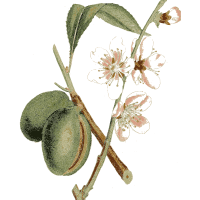 Almond branch - Medical Botany, Volume 4 - 1832