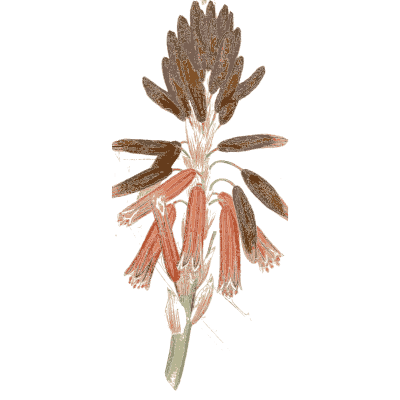 Aloe flower spike - Medical Botany, Volume 4 - 1832
