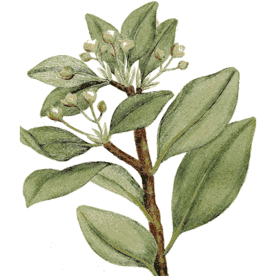 Leafy shrub branch - Medical Botany, Volume 4 - 1832