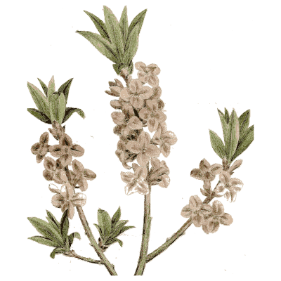 Flowering shrub twigs - Medical Botany, Volume 4 - 1832