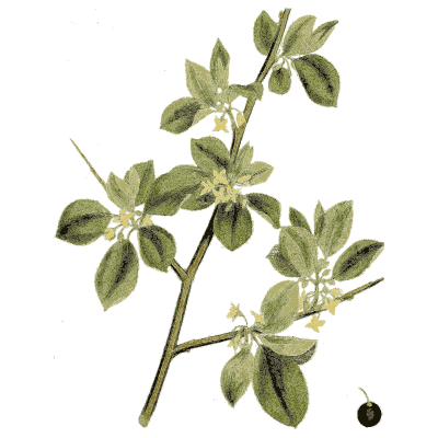 Buckthorn branch - Medical Botany, Volume 4 - 1832