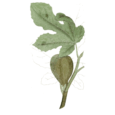 Fig leaf and fruit - Medical Botany, Volume 4 - 1832