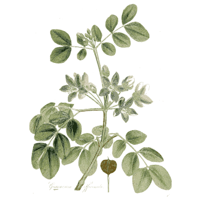 Small-leaved flowering branch - Medical Botany, Volume 4 - 1832