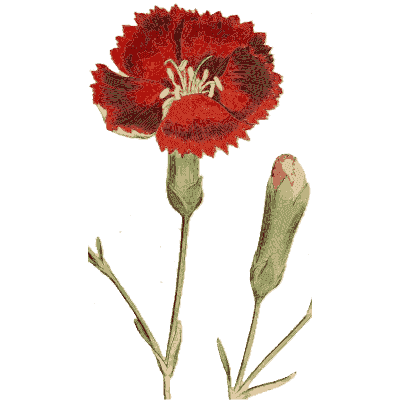 Red carnation - Medical Botany, Volume 4 - 1832