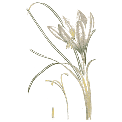 Pale crocus - Medical Botany, Volume 4 - 1832