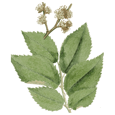 Toothed-leaved branch with flower clusters - Medical Botany, Volume 4 - 1832