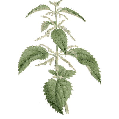 Stinging nettle - Medical Botany, Volume 4 - 1832