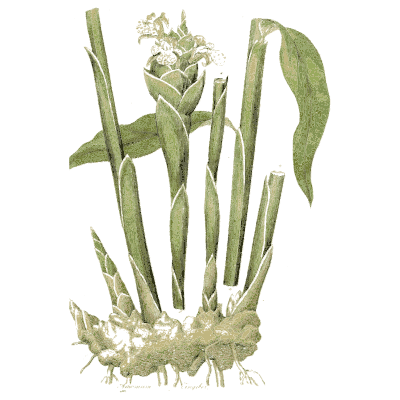 Ginger plant - Medical Botany, Volume 4 - 1832