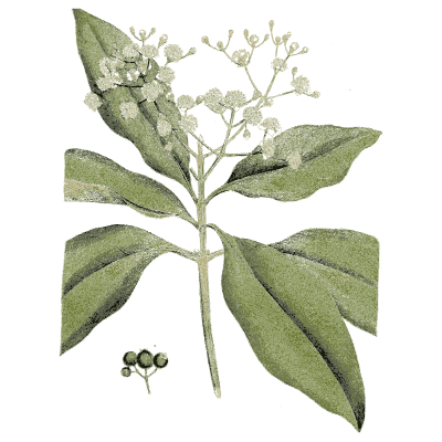 Flowering branch with black berries - Medical Botany, Volume 4 - 1832