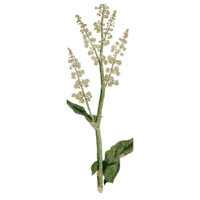 Dock flower spike - Medical Botany, Volume 4 - 1832