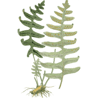 Polypody fern - Medical Botany, Volume 4 - 1832