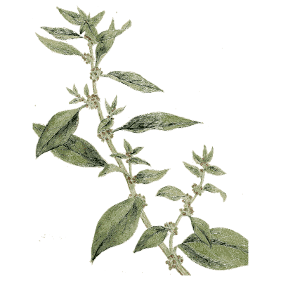 Pellitory of the wall - Medical Botany, Volume 4 - 1832