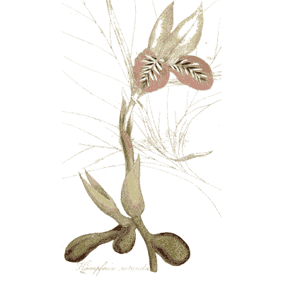 Orchid with root tubers - Medical Botany, Volume 4 - 1832