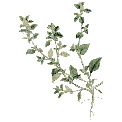 Small-leaved herb sprig - Medical Botany, Volume 4 - 1832
