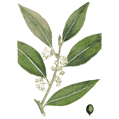 Leafy branch with white flowers - Medical Botany, Volume 4 - 1832