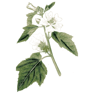 Marsh mallow - Medical Botany, Volume 4 - 1832