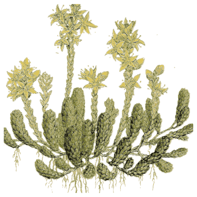 Stonecrop - Medical Botany, Volume 4 - 1832