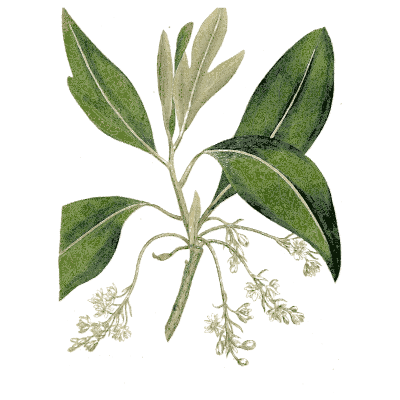 Leafy branch with flower sprays - Medical Botany, Volume 4 - 1832